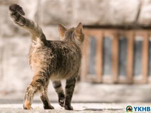 kediler de doner fatih belediyesi yedikule hayvan barinagi