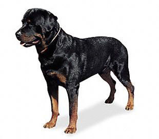 Rottweiler Fatih Belediyesi Yedikule Hayvan Barinagi