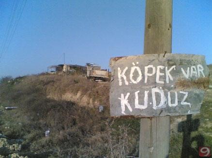 kuduz-kopek.jpg