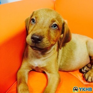 /nfs/c03/h05/mnt/57535/domains/yedikulehayvanbarinagi.com/html/wp content/uploads/2015/09/20150905 11923224 10153199587567983 8865491525502562028 n